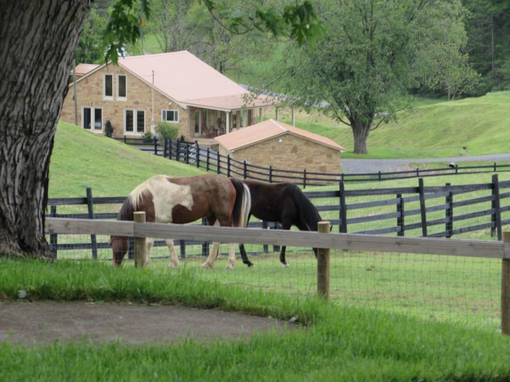 Two horses in the grass
